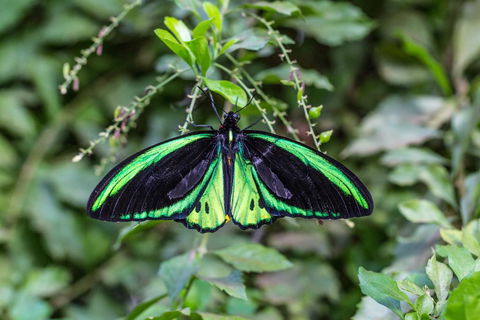Batchelor Butterfly Farm - C Tourism 2
