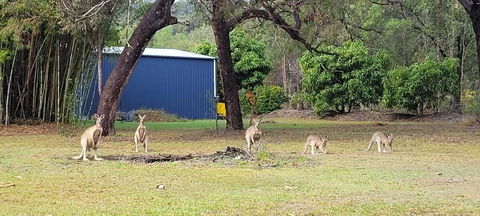 Roo Or 2 On Streeter - C Tourism 0