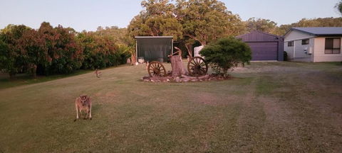 Roo Or 2 On Streeter - C Tourism 1