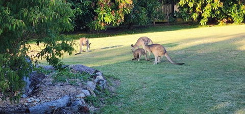 Roo Or 2 On Streeter - C Tourism 3