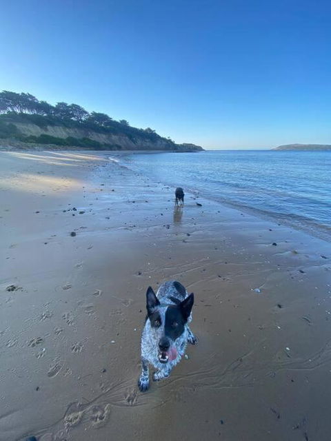 Salty Paws Dog Friendly Luxe Cottage - C Tourism 3