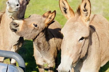 Sandalwood Downs Fabulous Farm Stay TOODYAY with C Tourism