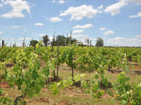 Beggars Bridge Vineyard Homestead W/ Pool + Wifi + Tennis + Vineyard - C Tourism 2