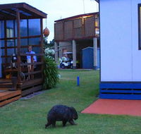 BIG4 Kelso Sands Holiday  Native Wildlife Park - C Tourism