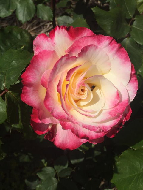 Birchwood Cottage - C Tourism 0