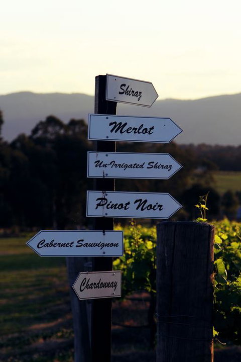 Blueberry Hill Vineyard Villa - C Tourism 3