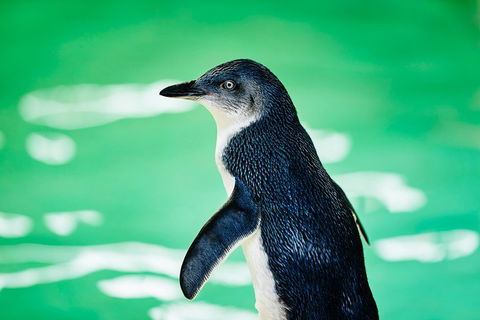 Penguin Island And Fremantle - Canoe, Chocolate & Coffee - C Tourism 4