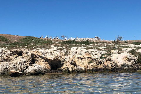 Penguin Island And Fremantle - Canoe, Chocolate & Coffee - C Tourism 5