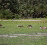Yanchep  Lancelin - Wildlife Cave And Sands - C Tourism