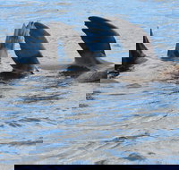 Twilight Sail Bruny Island - C Tourism