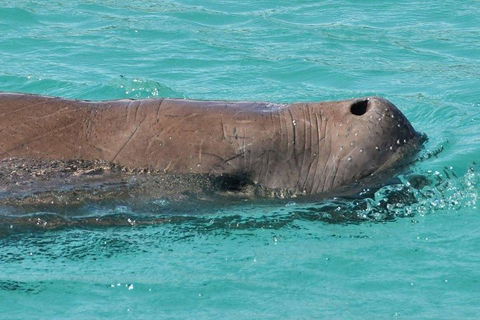 Cruise In Moreton Bay Marine Park And Moreton Island - C Tourism 3