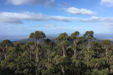 Kunanyi/Mt Wellington Explorer Bus - One Way Tour - C Tourism 5