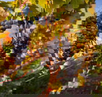 Full Day Tamar Valley Wine Tour - C Tourism