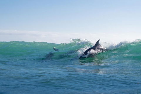 Private Tangalooma Wrecks Tour - C Tourism 2