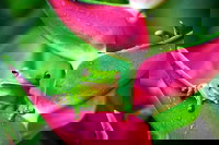 3-Day Best of Cairns Combo The Daintree Rainforest Great Barrier Reef and Kuranda