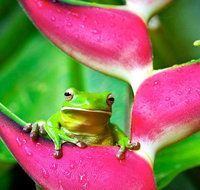 Cape Tribulation Mossman Gorge and Daintree Rainforest Premium Day Tour - C Tourism