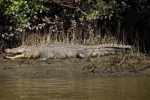 4-Day Cairns With Great Barrier Reef And Daintree Rainforest - C Tourism 4