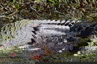 Full Day Tour in the Daintree, Port Douglas