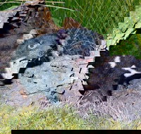 Private Blue Mountains Tour with Kangaroo and Koala Experience - C Tourism