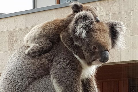 Adelaide Shore Excursion: Adelaide City Tour By Private Limo - C Tourism 4