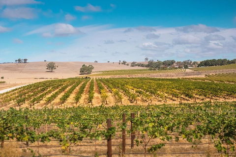 Barossa Valley Private Tour (from 2 To 11 People) - C Tourism 2