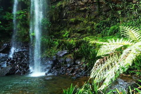 Private Tour - Rainforest & Waterfalls Extravaganza - C Tourism 1