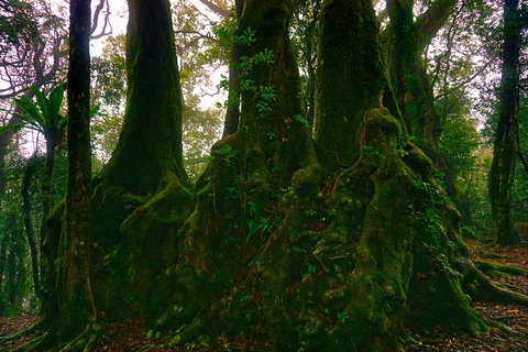 Private Tour - Rainforest & Waterfalls Extravaganza - C Tourism 5