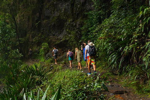 Glow Worms Private Tour - Nocturnal Rainforest Walk - C Tourism 1