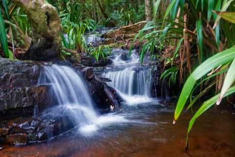 Glow Worms Private Tour - Nocturnal Rainforest Walk - C Tourism 5