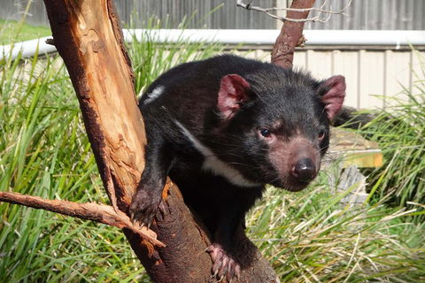 Tasmania 6 Day 'Tour In Circle' - C Tourism 1