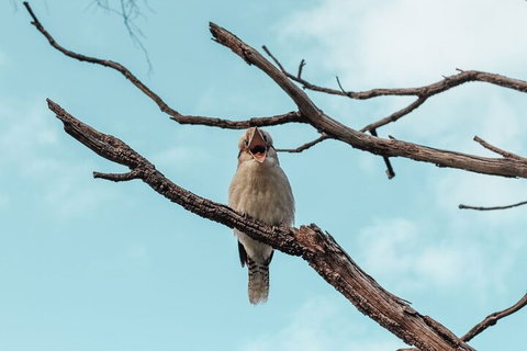 Highlights Of Kings Park - C Tourism 0