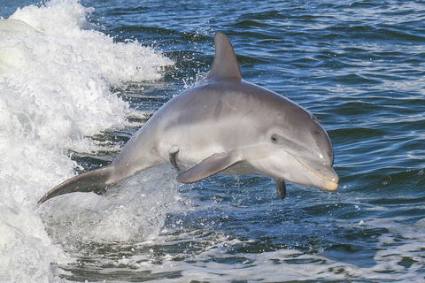 Noosa Oceanrider Scenic Dolphin Safari - C Tourism 0