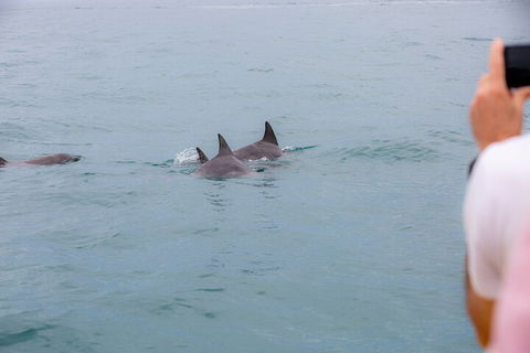 Noosa Oceanrider Scenic Dolphin Safari - C Tourism 2