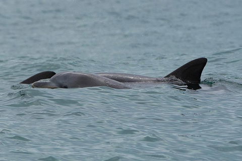 Noosa Oceanrider Scenic Dolphin Safari - C Tourism 3