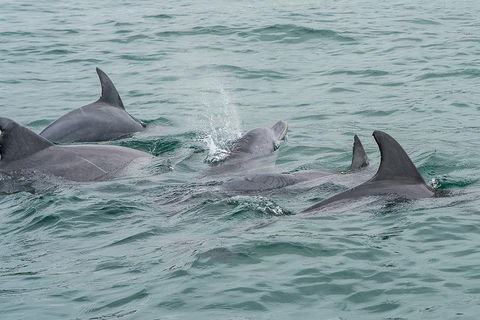 Noosa Oceanrider Scenic Dolphin Safari - C Tourism 5