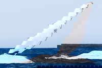 2-Hour Guided Whale Watching Tour at Noosa