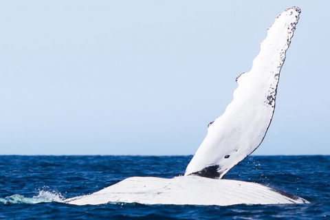 2-Hour Guided Whale Watching Tour At Noosa - C Tourism 0