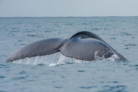 2-Hour Guided Whale Watching Tour At Noosa - C Tourism 1