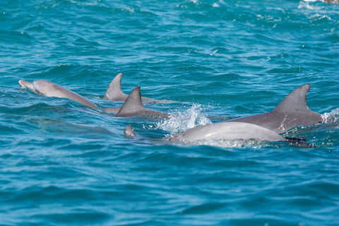 2-Hour Guided Whale Watching Tour At Noosa - C Tourism 2