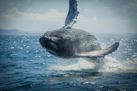 2-Hour Guided Whale Watching Tour At Noosa - C Tourism 3
