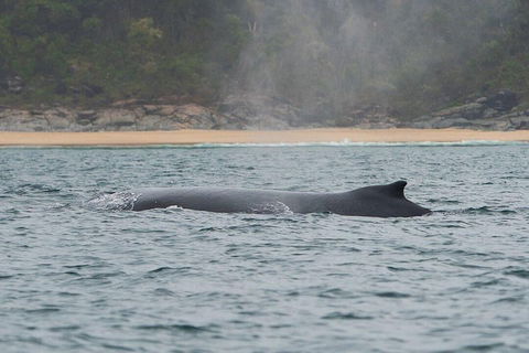 2-Hour Guided Whale Watching Tour At Noosa - C Tourism 5