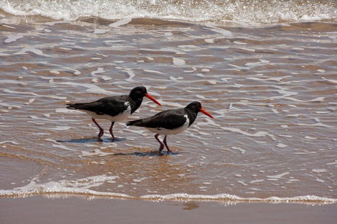 1770 Coastline Tour By LARC Amphibious Vehicle Including Picnic Lunch - C Tourism 2