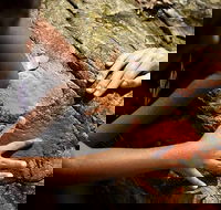 Ngana Julaymba Dungay - Half Day - C Tourism