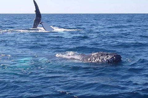 Noosa Whale Watching - C Tourism 0