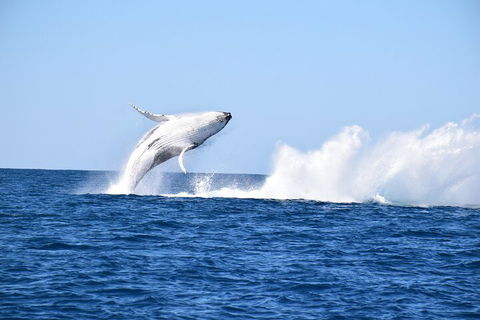 Noosa Whale Watching - C Tourism 1