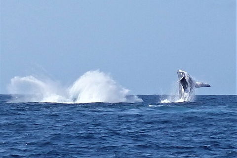 Noosa Whale Watching - C Tourism 2