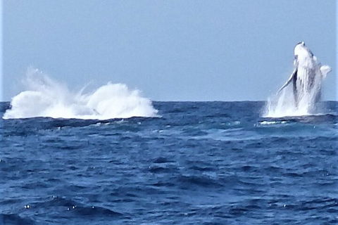 Noosa Whale Watching - C Tourism 3