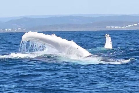 Noosa Whale Watching - C Tourism 5