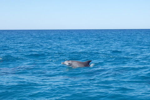 Noosa Wild Dolphin Safari - C Tourism 1