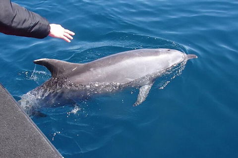 Noosa Wild Dolphin Safari - C Tourism 2